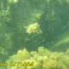 Ахтопол - подводни снимки