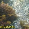 Ахтопол - подводни снимки