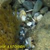 Ахтопол - подводни снимки