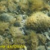 Ахтопол - подводни снимки